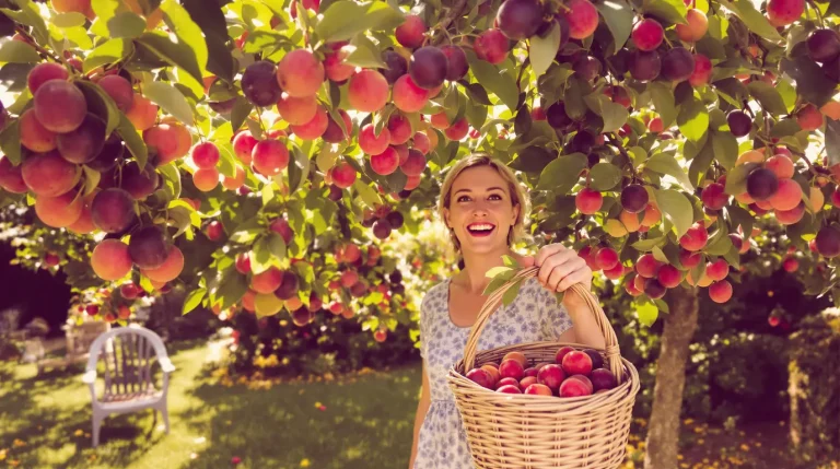 Cet arbre donne des fruits tout l’été, et pourtant très peu pensent à le planter au jardin